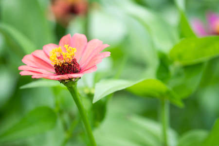 Red flower and fresh in the garden.Flower and copy spaceの写真素材