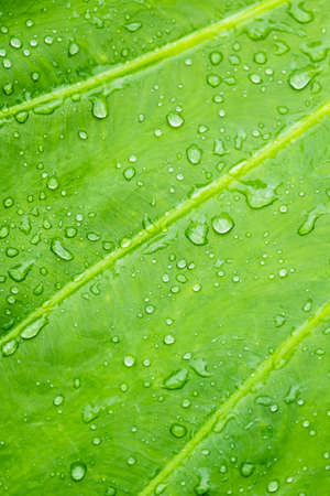 Drop of water on leaf,green leaves in nature. selective focusの写真素材