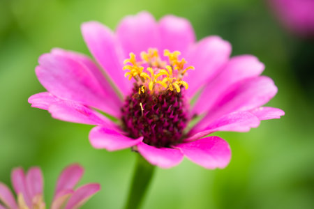 pink flower and fresh in the garden.selective focus.の写真素材