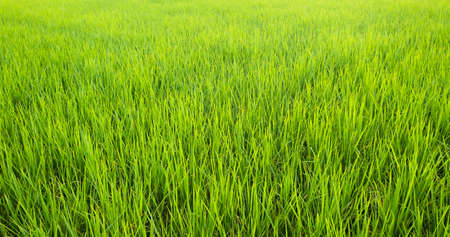 Rice is growth in the rice paddies.Bright green grass.The seedlings of rice are light green.field and sunsetの写真素材
