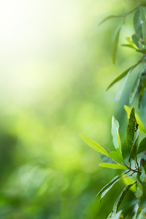Choose the focus point on the leaf,The leaves are fresh green with copy space.light greenの写真素材