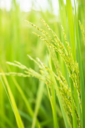 Rice in field conversion test at North Thailand, rice yellow color and copy space. Ear of golden rice in the organic asian rice farm and agricultureの写真素材