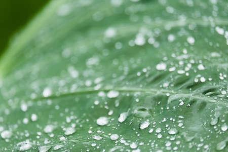 Drop of water on leaf,green leaves in nature. selective focusの写真素材