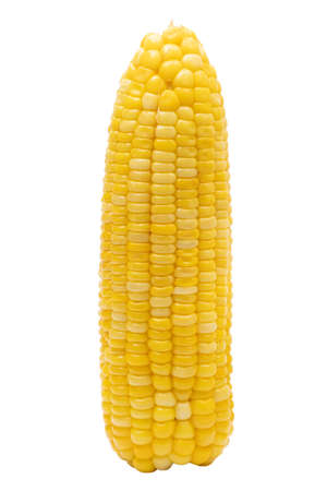 Corn in isolated white backgroundの写真素材