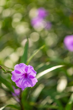 flower and fresh in the garden.Flower and copy space. selective focusの写真素材