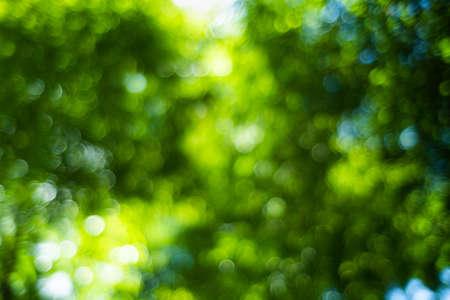 Light of out focus,Blurred background.Bokeh from natural green leavesの写真素材