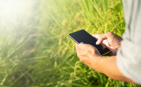 farmer using mobile checking report of ear rice  in farm with copy spaceの写真素材