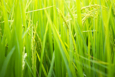 Rice in field conversion test at North Thailand, rice yellow color and copy space. Ear of golden rice in the organic asian rice farm and agricultureの写真素材