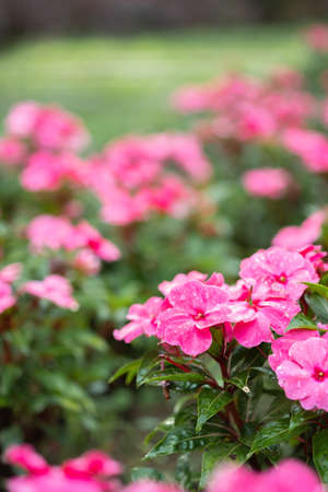 flower and fresh in the garden.Flower and copy space. selective focusの写真素材