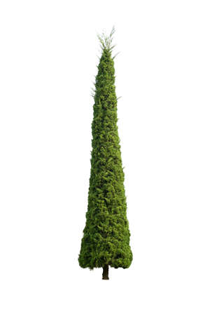 Pine in isolatedの写真素材