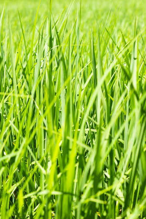 Rice is growth in the rice paddies.Bright green grass.The seedlings of rice are light greenの写真素材