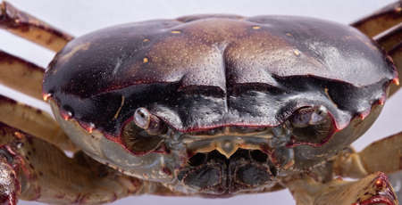 Selecting focus on only the front part of the crabの写真素材