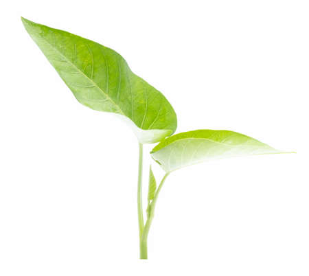 water spinach in isolated with  . Green vegetable leaf. Green leavesの写真素材