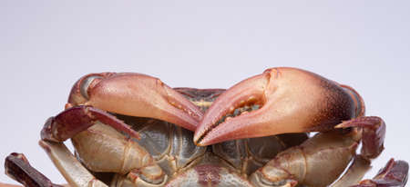 Close-up Claws of freshwater crab species in Thailandの写真素材