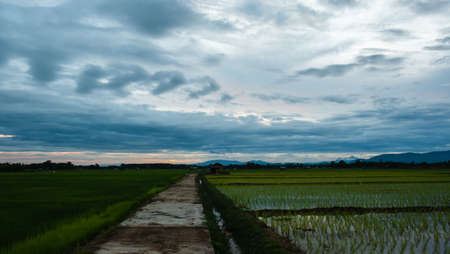 Young rice and pathway in fields. Rice field with pathway. Pathway in the middle of rice fields