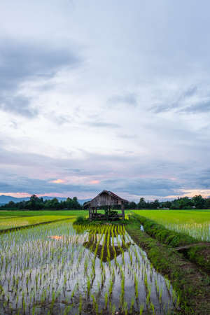 Newly planted rice fields and old huts. rural fields in countrysideの写真素材