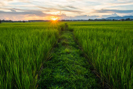 The rice was growing at sunset and there was a beautiful blue skyの写真素材