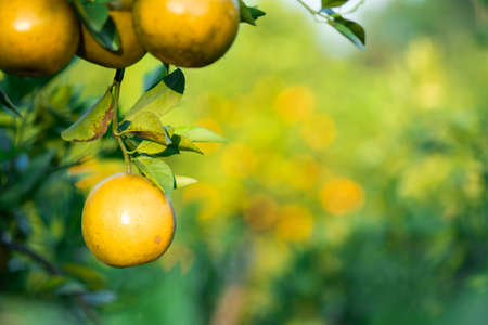 Ripe oranges on branches have green leaves Orange in farm with copy spaceの写真素材