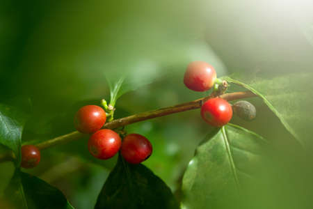 Coffee bean fresh on tree in farm and sunlight effect color.Fully ripe coffee beans are redの写真素材