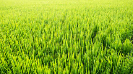 Rice is growth in the rice paddies.Bright green grass.The seedlings of rice are light greenの写真素材
