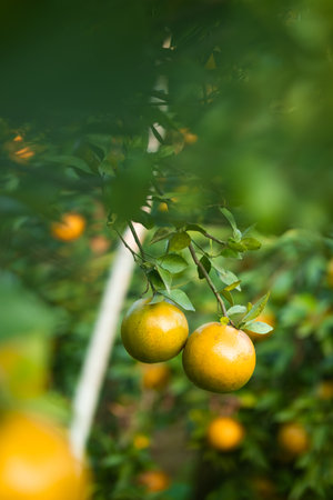 Ripe oranges on branches have green leaves Orange in farmの写真素材