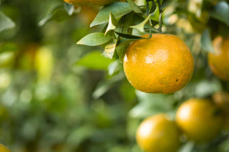 Ripe oranges on branches have green leaves Orange in farm with copy spaceの写真素材