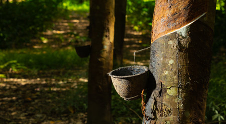 Rubber tree garden in Asian. Natural latex extracted from para rubber plant.The latex flows into a black plastic cupの写真素材