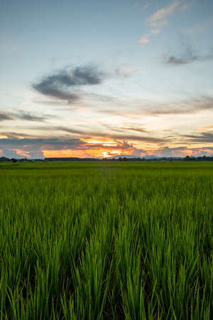 The rice was growing at sunset and there was a beautiful blue skyの写真素材