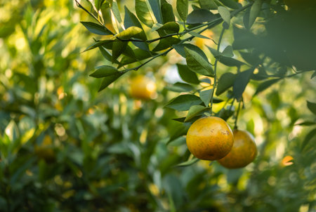 Ripe oranges on branches have green leaves Orange in farmの写真素材