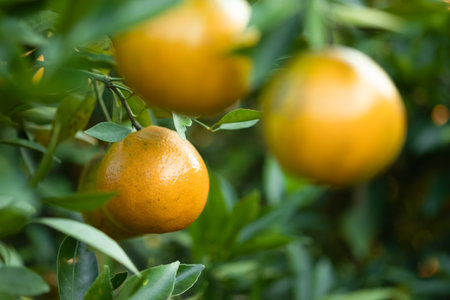 Ripe oranges on branches have green leaves Orange in farmの写真素材