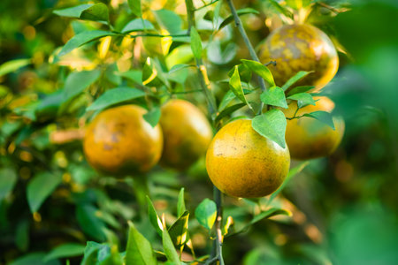 Ripe oranges on branches have green leaves Orange in farmの写真素材