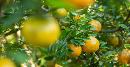 Ripe oranges on branches have green leaves Orange in farmの写真素材