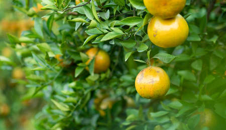 Ripe oranges on branches have green leaves Orange in farmの写真素材