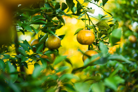 Ripe oranges on branches have green leaves Orange in farmの写真素材