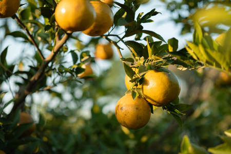 Ripe oranges on branches have green leaves Orange in farmの写真素材