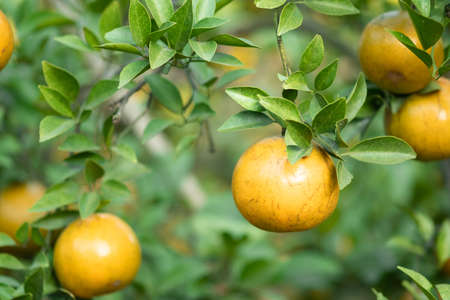 Ripe oranges on branches have green leaves Orange in farmの写真素材