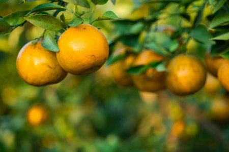 Ripe oranges on branches have green leaves Orange in farm with copy spaceの写真素材