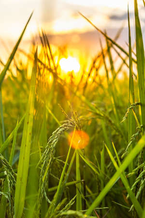 rice in sunset or sunrise time. Take a photo of backlit riceの写真素材