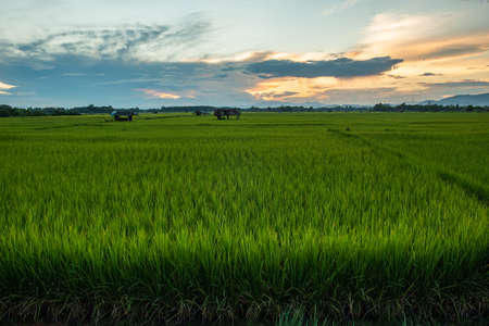The rice was growing at sunset and there was a beautiful blue skyの写真素材
