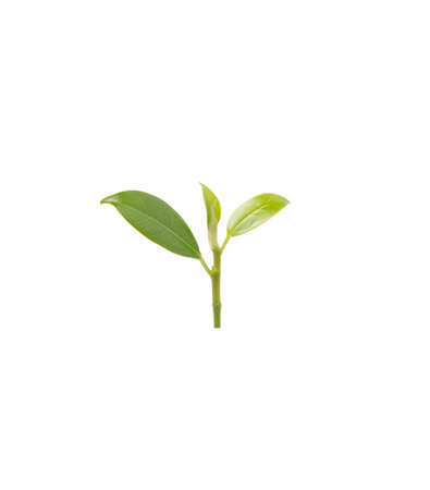 Leaf of lettuce in isolated with clipping path. Fresh green salad in isolated.の写真素材