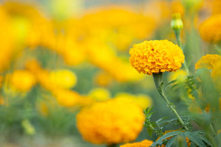 Bright yellow marigold flowers in garden. selective focusの写真素材