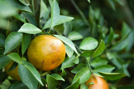 Ripe oranges on branches have green leaves Orange in farmの写真素材