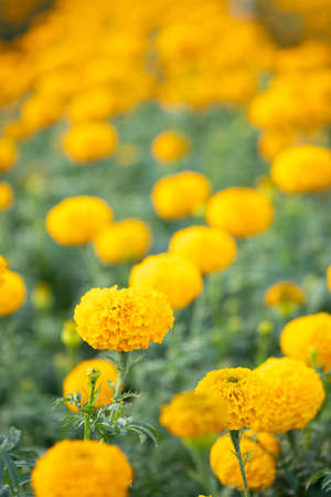 Bright yellow marigold flowers in garden. selective focusの写真素材