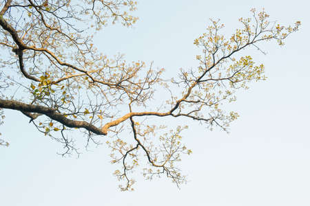 Earth Day concept with tropical forest background, natural sence with canopy tree in the wildの写真素材