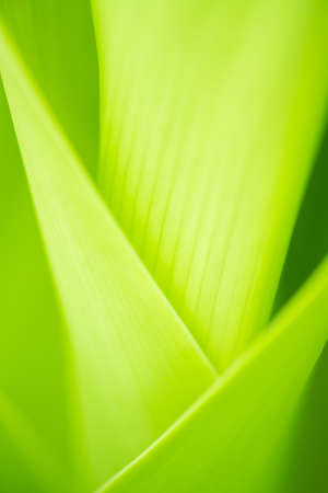 Close up leaves green color and blurred greenery background in nature. spring background cover page greenery environment ecology,selective focusの写真素材