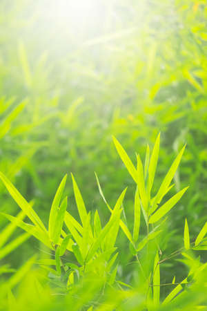 Bamboo green color in nature with copy space. Bamboo leaf and copy space.の写真素材