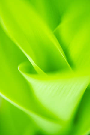 Close up leaves green color and blurred greenery background in nature. spring background cover page greenery environment ecology,selective focusの写真素材