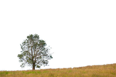 Tree in isolated white background with clipping path.の写真素材