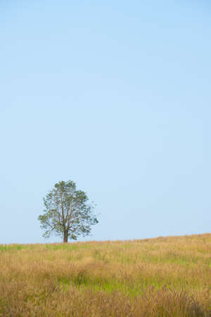 Tree growth in grass land and copy space.の写真素材