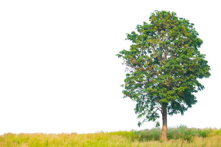 Tree in isolated white background with clipping path.の写真素材